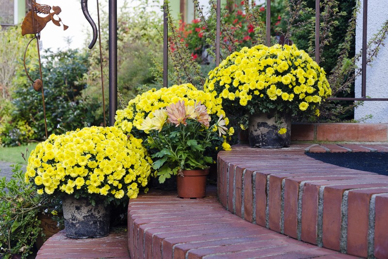 How to grow Chrysanthemum Plants in Containers